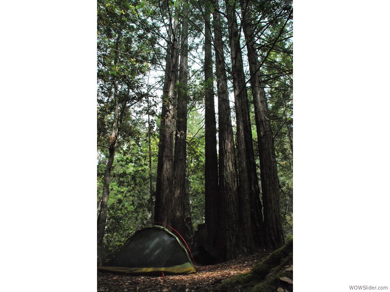 Redwood National Park