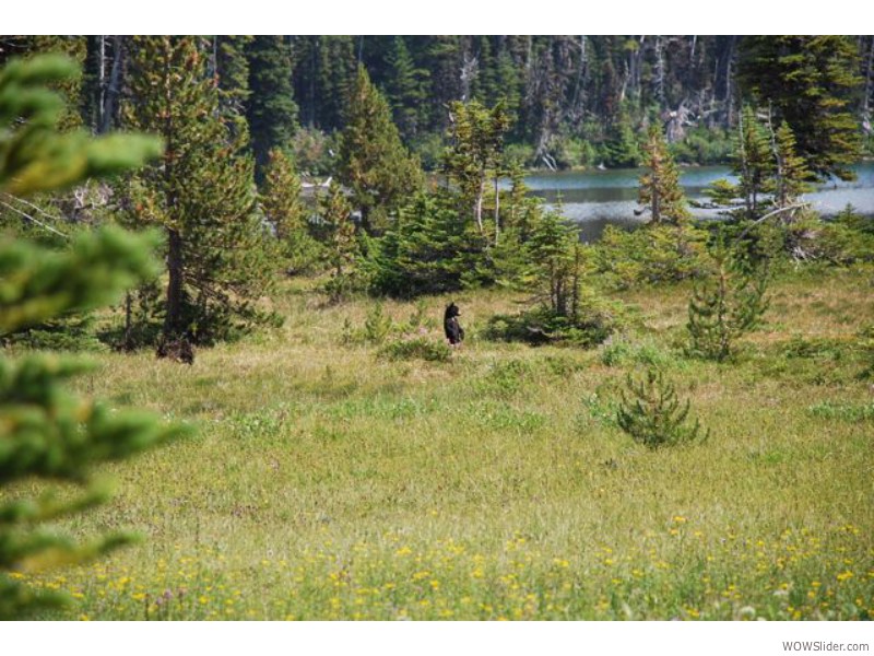 Mount Rainier National Park